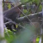Chestnut-throated Spinetail / Synallaxis cherriei