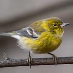 Pine Warbler / Setophaga pinus