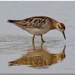 Острохвостый песочник / Calidris acuminata