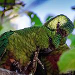 Austral Parakeet / Enicognathus ferrugineus