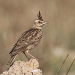 Malabar Lark / Galerida malabarica