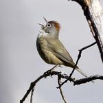 Мексиканская древесница / Leiothlypis crissalis