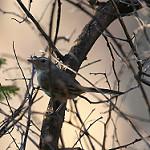 Pale-tailed Canastero / Asthenes huancavelicae