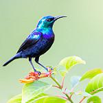 Pemba Sunbird / Cinnyris pembae