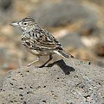 Raso Lark / Alauda razae