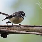 Grey Fantail / Rhipidura albiscapa