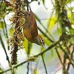 Чешуегорлая казарита / Anabacerthia variegaticeps