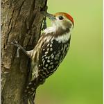 Yellow-crowned Woodpecker / Leiopicus mahrattensis