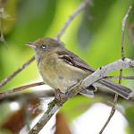 Ямайский виреон / Vireo modestus