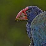 Такахе / Porphyrio hochstetteri