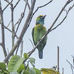 Yellow-crowned Barbet / Psilopogon henricii