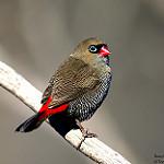 Beautiful Firetail / Stagonopleura bella