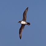 Atlantic Petrel / Pterodroma incerta