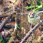 Pirre Warbler / Basileuterus ignotus