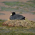 Андская лысуха / Fulica ardesiaca