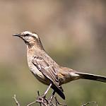 Chilean Mockingbird / Mimus thenca