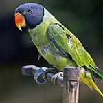 Grey-headed Parakeet / Psittacula finschii