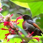 Rufous-winged Sunbird / Cinnyris rufipennis