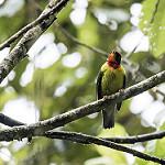 Scarlet-breasted Fruiteater / Pipreola frontalis