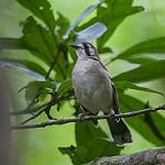 Northern Scrub Robin / Drymodes superciliaris