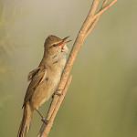 Clamorous Reed Warbler / Acrocephalus stentoreus