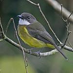 Папуанский свистун / Pachycephala soror