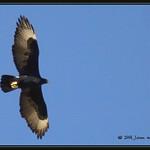 Кафрский орёл / Aquila verreauxii