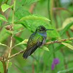 Charming Hummingbird / Polyerata decora
