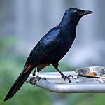 Соломоновский скворец / Aplonis grandis