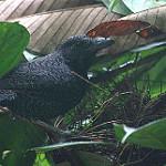 Fulvous Antshrike / Frederickena fulva