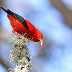 Iiwi / Drepanis coccinea