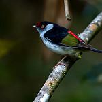 Pin-tailed Manakin / Ilicura militaris