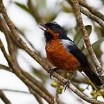 Black-throated Flowerpiercer / Diglossa brunneiventris