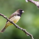 Желтобрюхий просяночник / Sporophila nigricollis