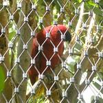 Eclectus riedeli