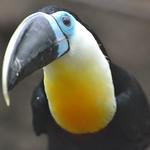 Лимонногорлый тукан / Ramphastos citreolaemus
