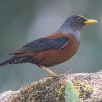 Chestnut Thrush / Turdus rubrocanus