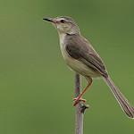 Индийская камышовка / Acrocephalus agricola