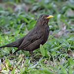 Chinese Blackbird / Turdus mandarinus