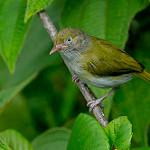 Серогрудый виреончик / Hylophilus semicinereus