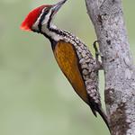 Common Flameback / Dinopium javanense