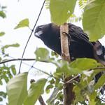 Black-hooded Coucal / Centropus steerii