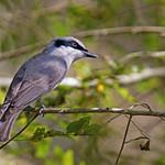 Large Woodshrike / Tephrodornis virgatus