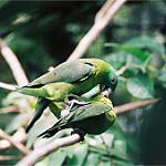 Филипинский ракетохвост / Prioniturus discurus