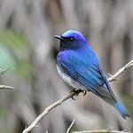 Синяя мухоловка / Cyanoptila cyanomelana