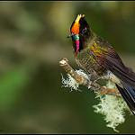 Rainbow-bearded Thornbill / Chalcostigma herrani