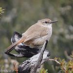 Band-tailed Earthcreeper / Ochetorhynchus phoenicurus
