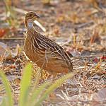 Белогорлый франколин / Campocolinus albogularis