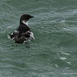 Magellanic Diving Petrel / Pelecanoides magellani