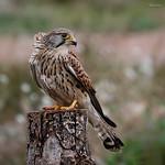 Соколиные / Falconidae фото